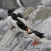 puffin_atlantic_msi_h_0173_can0173.jpg